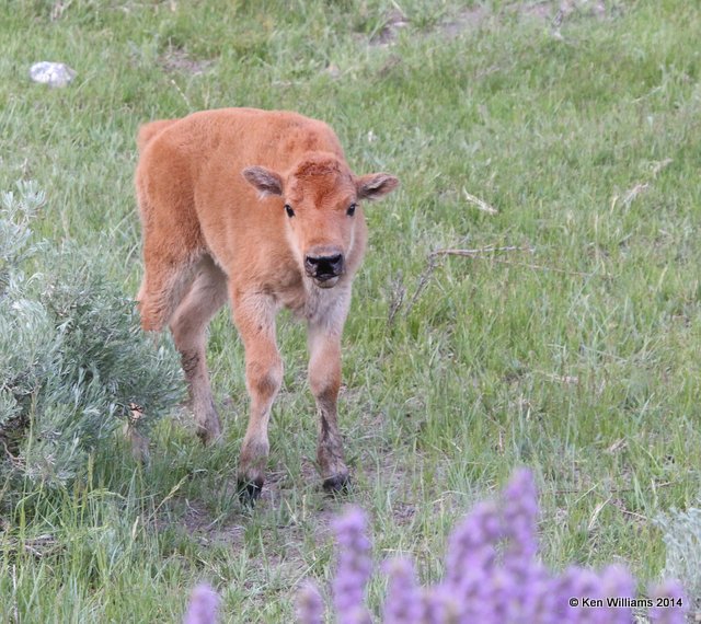 American Bison calf, Yellowstone Nat. Park, WY, 6-18-14, Jp_016354.JPG