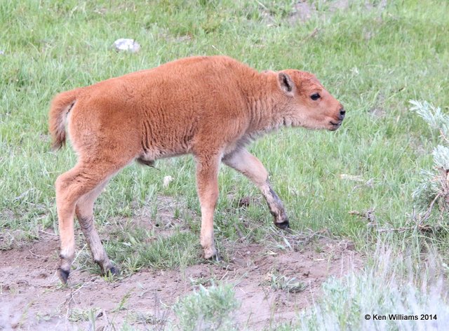 American Bison calf, Yellowstone Nat. Park, WY, 6-18-14, Jp_016353.JPG