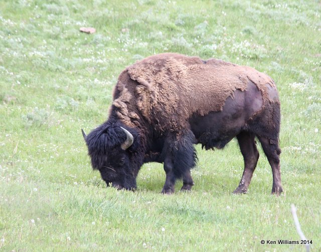 American Bison, Yellowstone Nat. Park, WY, 6-15-14, Jp_015313.JPG
