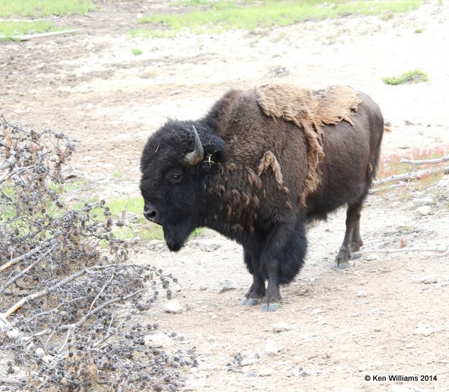 American Bison, Yellowstone Nat. Park, WY, 6-15-14, Jp_015335.JPG