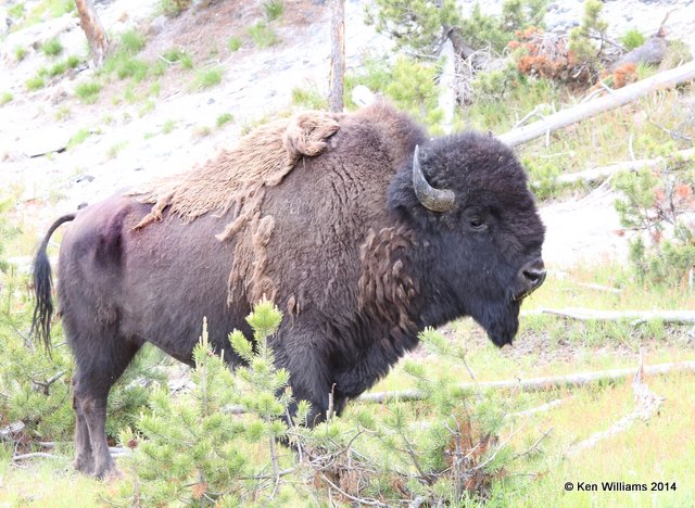 American Bison, Yellowstone Nat. Park, WY, 6-15-14, Jp_015347.JPG