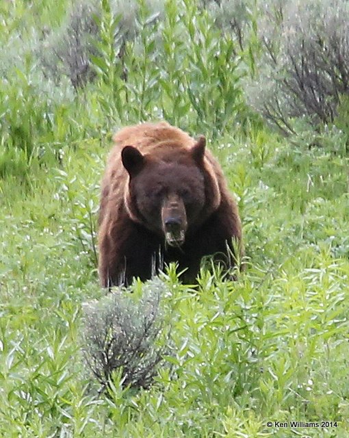 Black Bear male, Yellowstone Nat. Park, WY, 6-19-14, Jp_016507.JPG