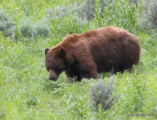 Black Bear male, Yellowstone Nat. Park, WY, 6-19-14, Jtp_016505.JPG