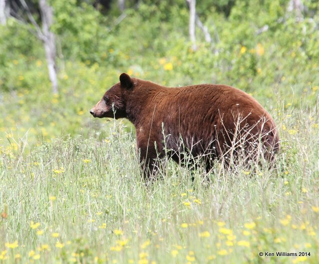 Black Bear, Glacier Nat. Park - East , MT, 6-24-14, Jp_018452.JPG