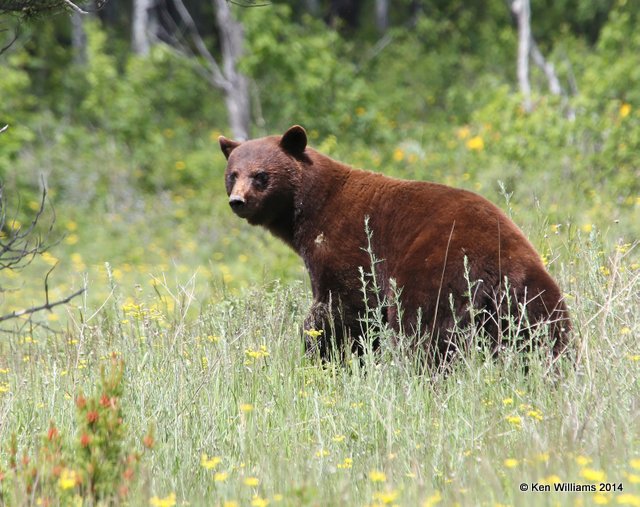 Black Bear, Glacier Nat. Park - East , MT, 6-24-14, Jp_018456.JPG