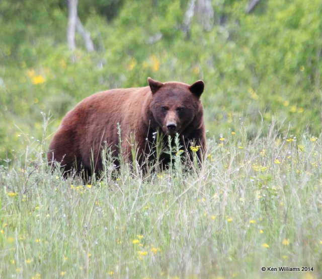 Black Bear, Glacier Nat. Park - East , MT, 6-24-14, Jp_018468.JPG