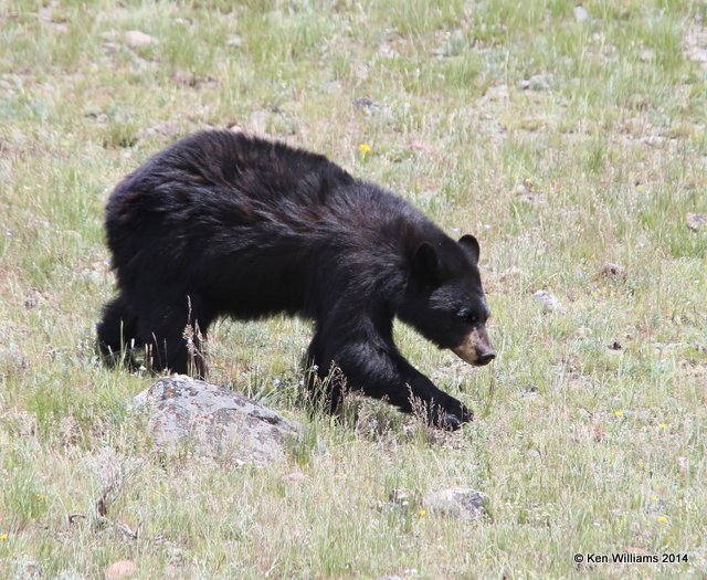 Black Bear, Yellowstone Nat. Park, WY, 6-18-14, Jp_016309.JPG