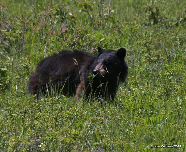 Black Bear, Yellowstone Nat. Park, WY, 6-19-14, Jp_016465.JPG