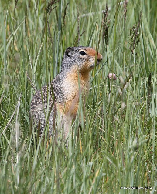 Columbia Ground Squirrel, Glacier Nat. Park - East , MT, 6-24-14, Jp_018479.JPG