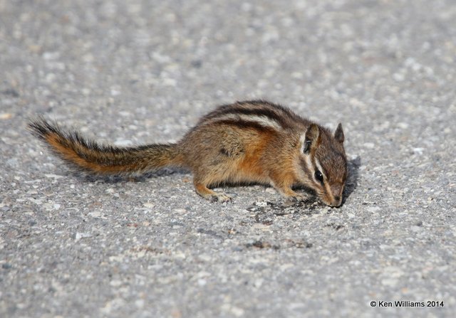 Least Chipmunk, Yellowstone Nat. Park, WY, 6-15-14, Jp_015416.JPG