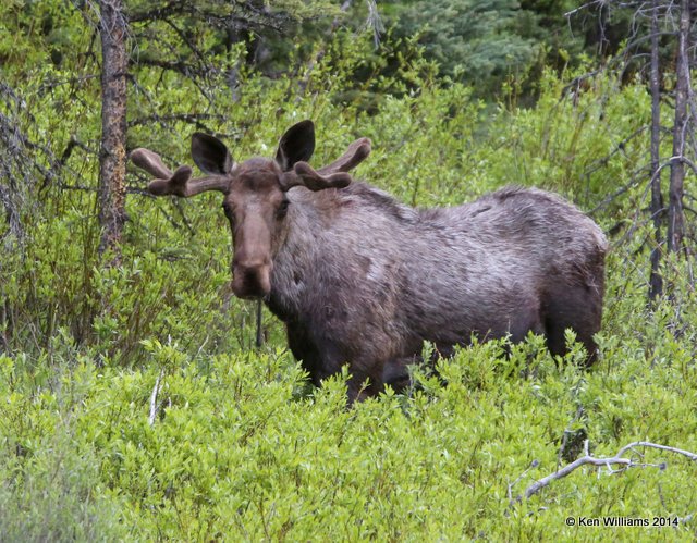 Moose bull, Cooke City, MT, 6-19-14, Jp_016560.JPG