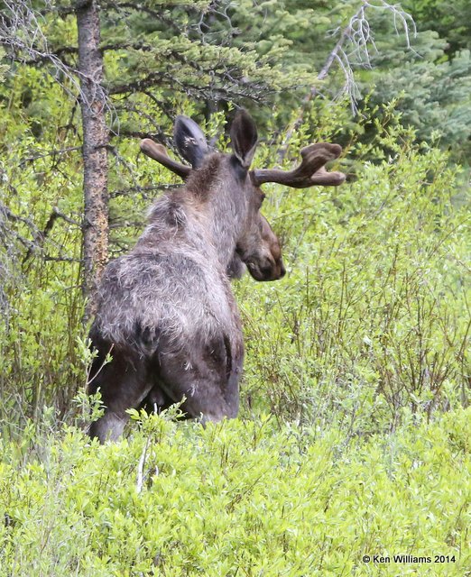Moose bull, Cooke City, MT, 6-19-14, Jp_016568.JPG