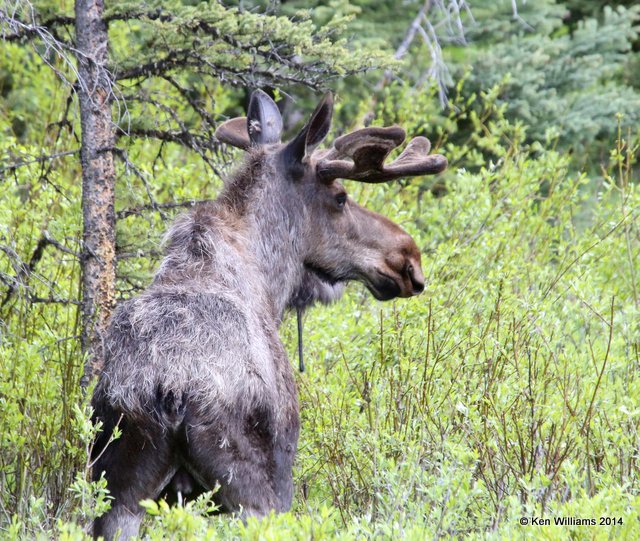 Moose bull, Cooke City, MT, 6-19-14, Jp_016570.JPG