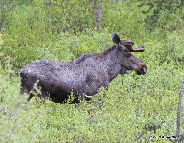 Moose bull, Cooke City, MT, 6-19-14, Jp_016576.JPG