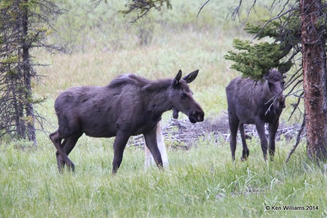 Moose cow, Cooke City, MT, 6-18-14, Ja_016364.JPG