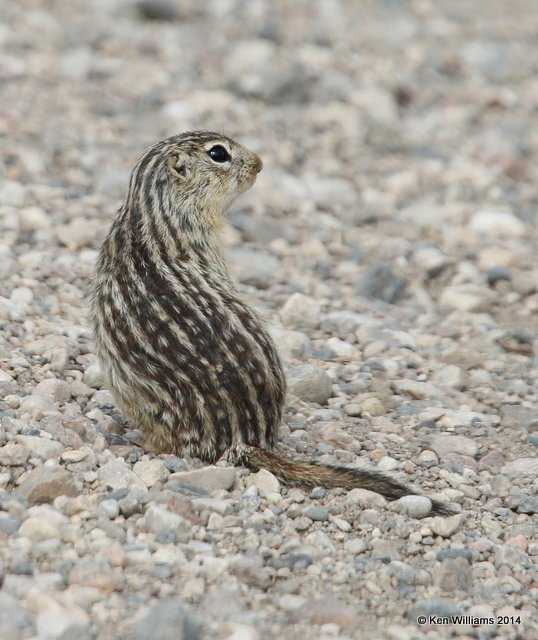 Thirteen-lined Ground Squirrel, Chase Lake Road, ND, 6-8-14, Jp_012142.JPG