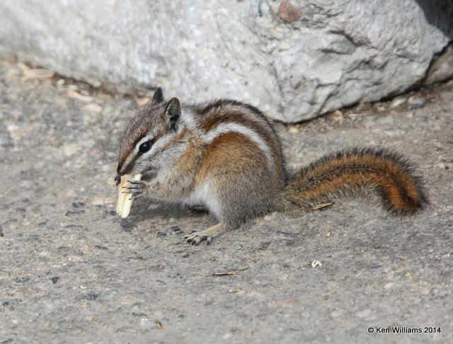 Uinta Chipmunk, Beartoot Highway, MT, 6-26-14, Jp_018751.JPG