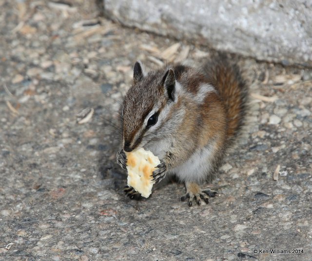 Uinta Chipmunk, Beartoot Highway, MT, 6-26-14, Jp_018753.JPG