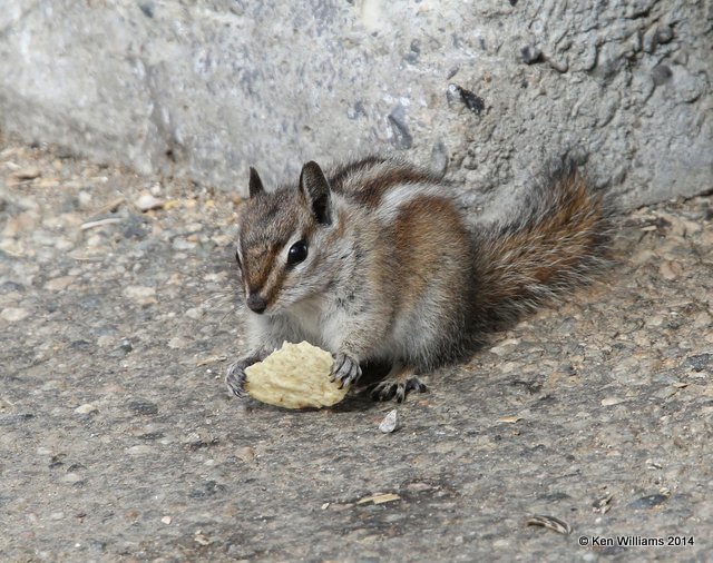 Uinta Chipmunk, Beartoot Highway, MT, 6-26-14, Jp_018754.JPG