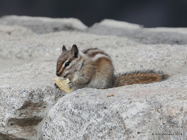 Uinta Chipmunk, Beartoot Highway, MT, 6-26-14, Jp_018758.JPG