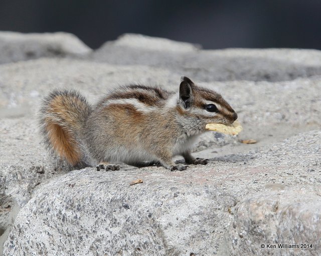 Uinta Chipmunk, Beartoot Highway, MT, 6-26-14, Jp_018759.JPG