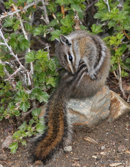 Uinta Chipmunk, Beartoot Highway, MT, 6-26-14, Jp_018765.JPG