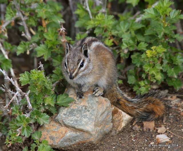 Uinta Chipmunk, Beartoot Highway, MT, 6-26-14, Jp_018783.JPG
