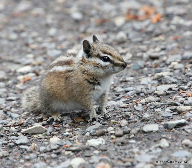 Uinta Chipmunk, Yellowstone N Park, WY, 6-15-14, Jp_015524.JPG
