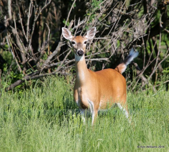 White-tailed Deer, SE of, Carringon, ND, 6-9-14, Jp_012803.JPG