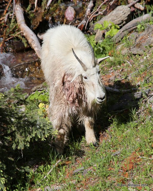 Mountain Goat, Salt Lick, Glacier Nat. Park, MT, 6-22-14, Jp_017478.JPG