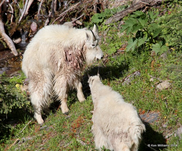 Mountain Goat, Salt Lick, Glacier Nat. Park, MT, 6-22-14, Jp_017483.JPG