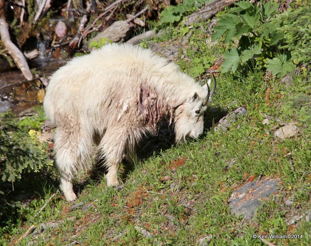 Mountain Goat, Salt Lick, Glacier Nat. Park, MT, 6-22-14, Jp_017486.JPG