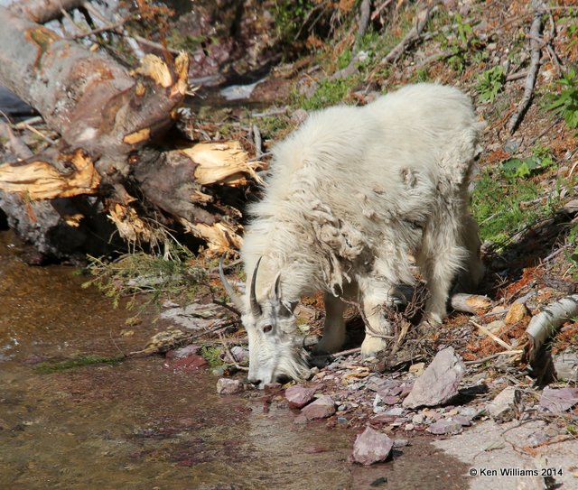 Mountain Goat, Salt Lick, Glacier Nat. Park, MT, 6-22-14, Jp_017496.JPG