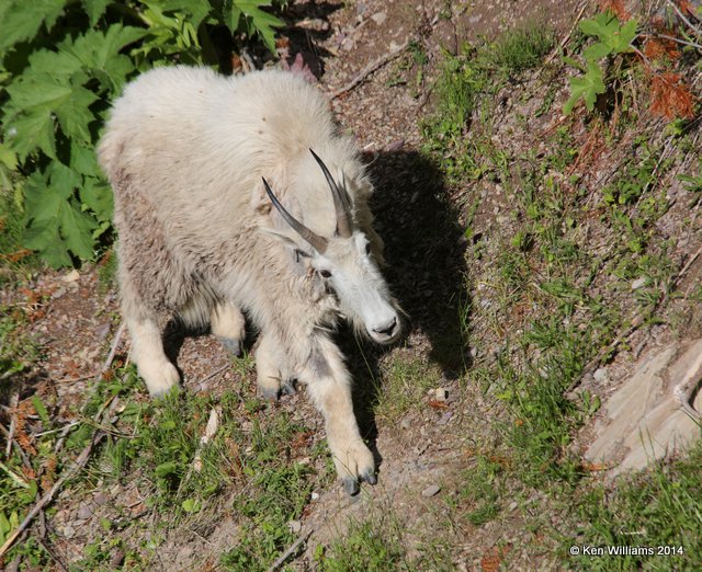 Mountain Goat, Salt Lick, Glacier Nat. Park, MT, 6-22-14, Jp_017507.JPG