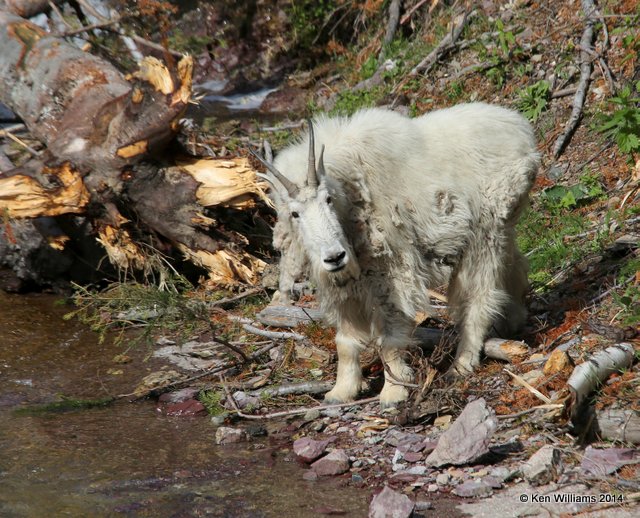 Mountain Goat, Salt Lick, Glacier Nat. Park, MT, 6-22-14, Jp_017512.JPG