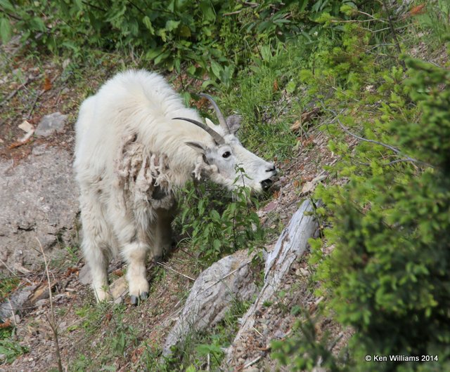 Mountain Goat, Salt Lick, Glacier Nat. Park, MT, 6-22-14, Jp_017524.JPG