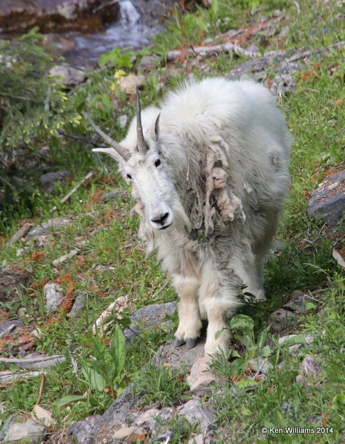 Mountain Goat, Salt Lick, Glacier Nat. Park, MT, 6-22-14, Jp_017527.JPG