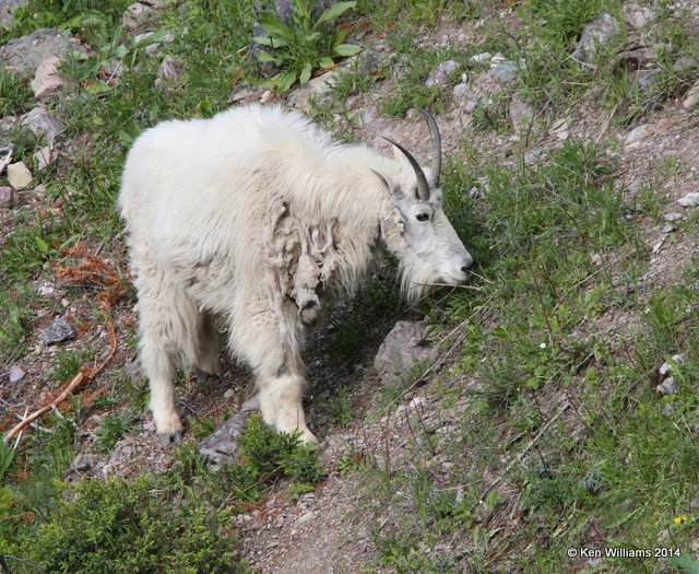 Mountain Goat, Salt Lick, Glacier Nat. Park, MT, 6-22-14, Jp_017531.JPG