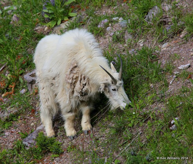 Mountain Goat, Salt Lick, Glacier Nat. Park, MT, 6-22-14, Jp_017533.JPG