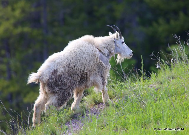 Mountain Goat, Salt Lick, Glacier Nat. Park, MT, 6-22-14, Jp_017550.JPG