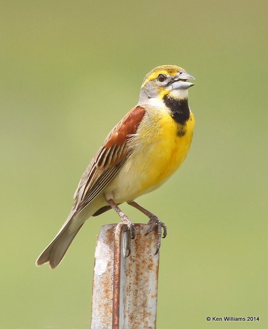 Dickcissel male, TNC Tallgrass Prairie Preserve, Osage County, OK, 5-30-14, Jp_14822.JPG