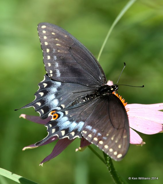 Black Swallowtail, Nowata Co, OK, 7-2-14, Jp_15735.JPG