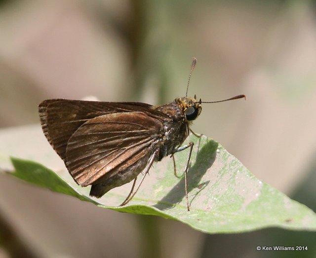 Crossline Skipper, Nowata Co, OK, 7-2-14, Jp_15932.JPG