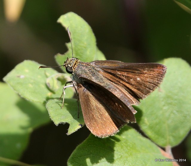 Dun Skipper female, Nowata Co, OK, 7-2-14, Jp_15746.JPG