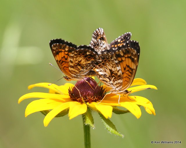 Gorgone Checkerspot, Haskell City Lake, Muskogee Co, OK, 6-3-14, Jp_15598.JPG