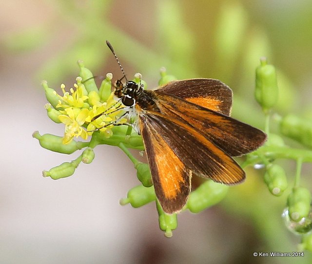 Least Skipper, Snake Creek, Mayes Co, OK, 7-11-14, Jp_16384.JPG