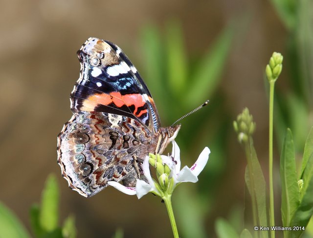Red Admiral, TNC Tallgrass Prairie Preserve, Osage County, OK, 5-30-14, Jp_14677.JPG
