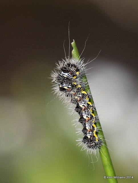 Smeared Dagger Moth Caterpillar, Muskogee Co, OK, 5-22-14, Jp_13786.JPG