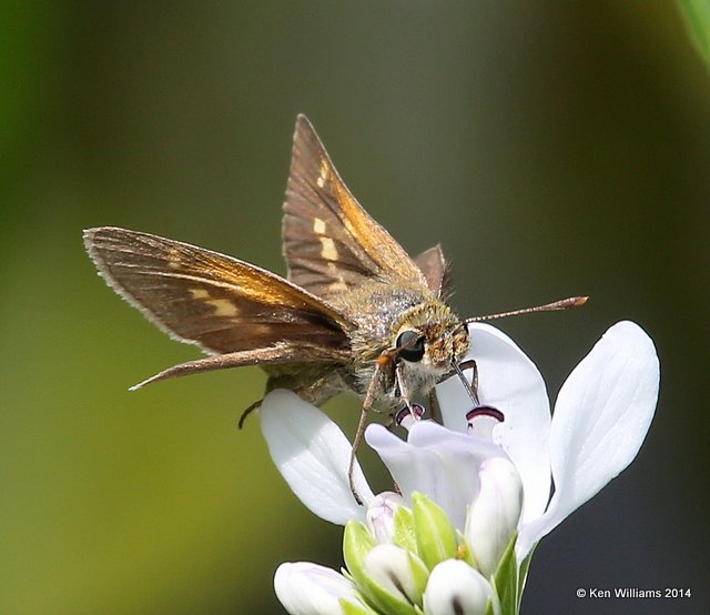Southern Broken-dash - female, Muskogee Co, OK, 6-3-14, Jp_15453.JPG
