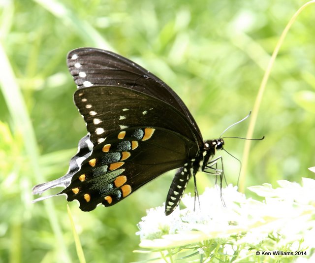 Spicebush Swallowtail, Nickel TNC Preserve, Cherokee Co, OK, 7-8-14, Jp_16199.JPG